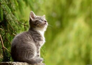 A cute kitten gazes up at a towering pine tree